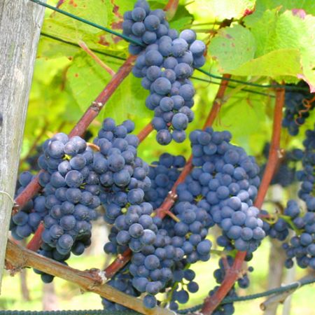 In der Taubenzone werden alle Blätter entfernt um die Trauben gesund zu halten. Reifes und gesundes Traubengut sind die wichtigste Voraussetzung für grosse Weine. Um die Qualität zu sichern wird der Ertrag konsequent auf ein gewünschtes Gewicht reduziert.