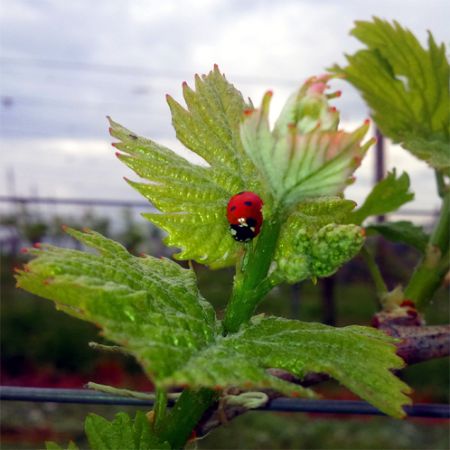 Beobachten und die natürlichen Zusammenhänge im Rebberg zu kennen sind die Grundlage vom ökologischen Arbeiten. Um mit der Natur arbeiten zu können muss man sie verstehen.  Marienkäfer sind natürliche Gegenspieler und vernaschen Schädlinge liebend gern.