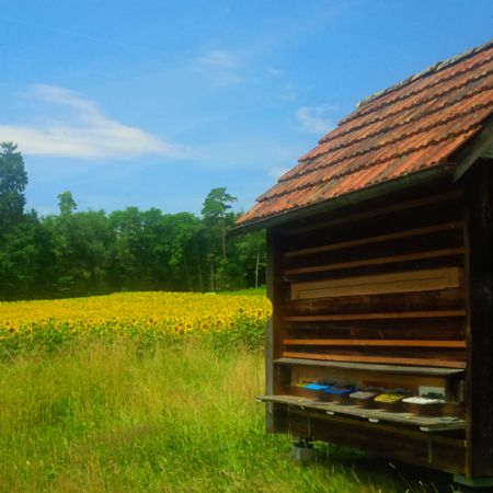 Ob Sonnenblumen, Gerste, Mais oder Wiese; unsere Kulturflächen werden durch benachbarte Landwirte stets mit Rücksicht auf die natürlichen Lebensräume bearbeitet. Die vielen Ökoflächen und Bäume bieten den fleissigen Bienen genügend Futterplätze.