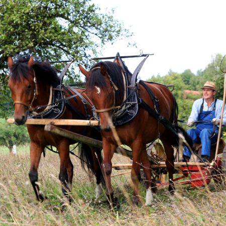 Wie zu alten Zeiten wird ein Teil der Ökoflächen mit Pferden „g‘heuet“ und „g‘emdet“. Unser Gärtner-Nachbar führt seine Pferde ruhig mit den alten Maschinen durch das Gras. Naturnaher kann es fast nicht mehr sein.