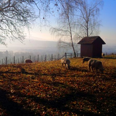 Solche Herbstbilder mit wunderbarem Ausblick teilen wir mit vielen Spaziergängern. Unsere Rebberge bilden ein schönes Landschaftsbild und schaffen ein Naherholungsgebiet, das auch Besucher der nahen Stadt zu uns zieht.